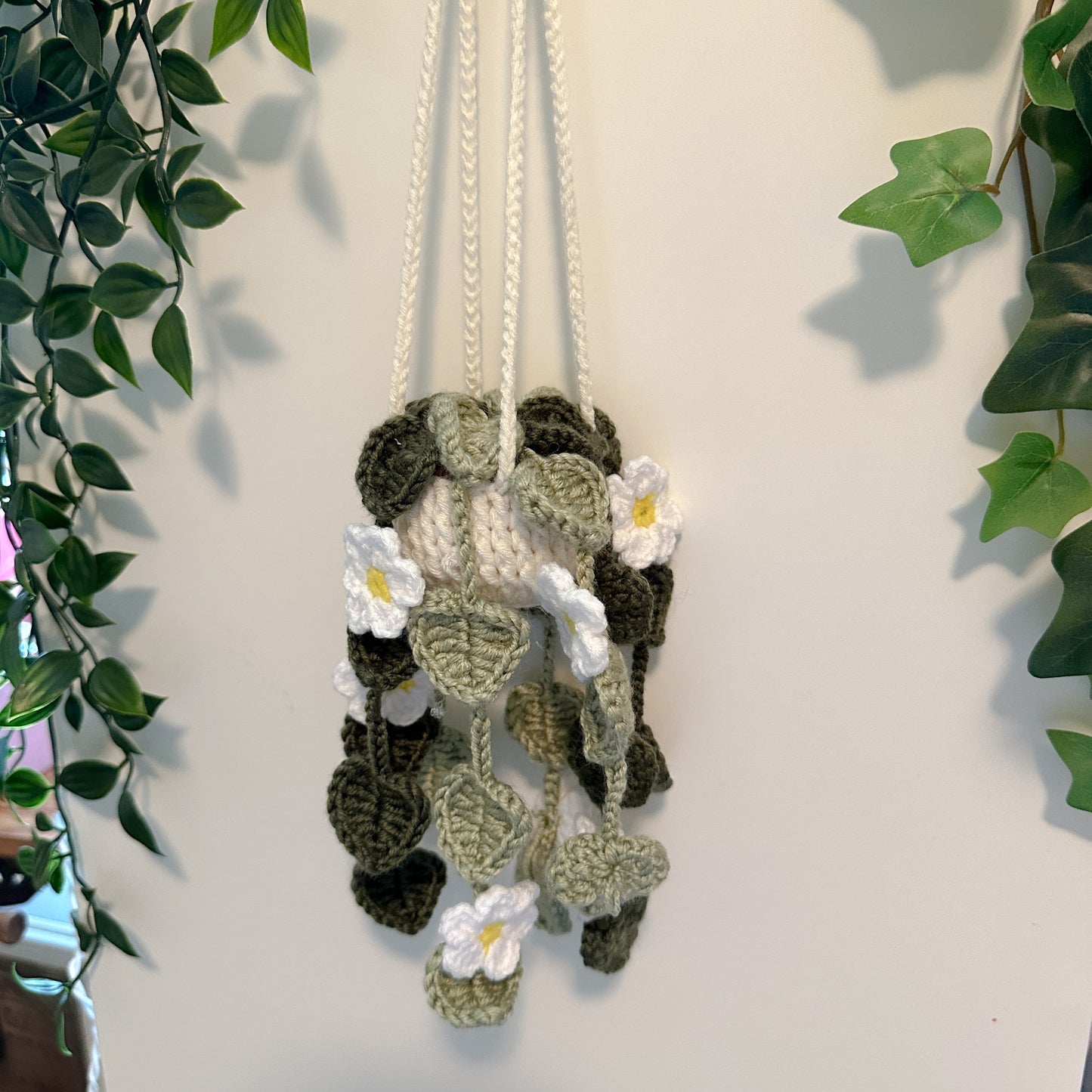 Hoya polyneura Plant Pot