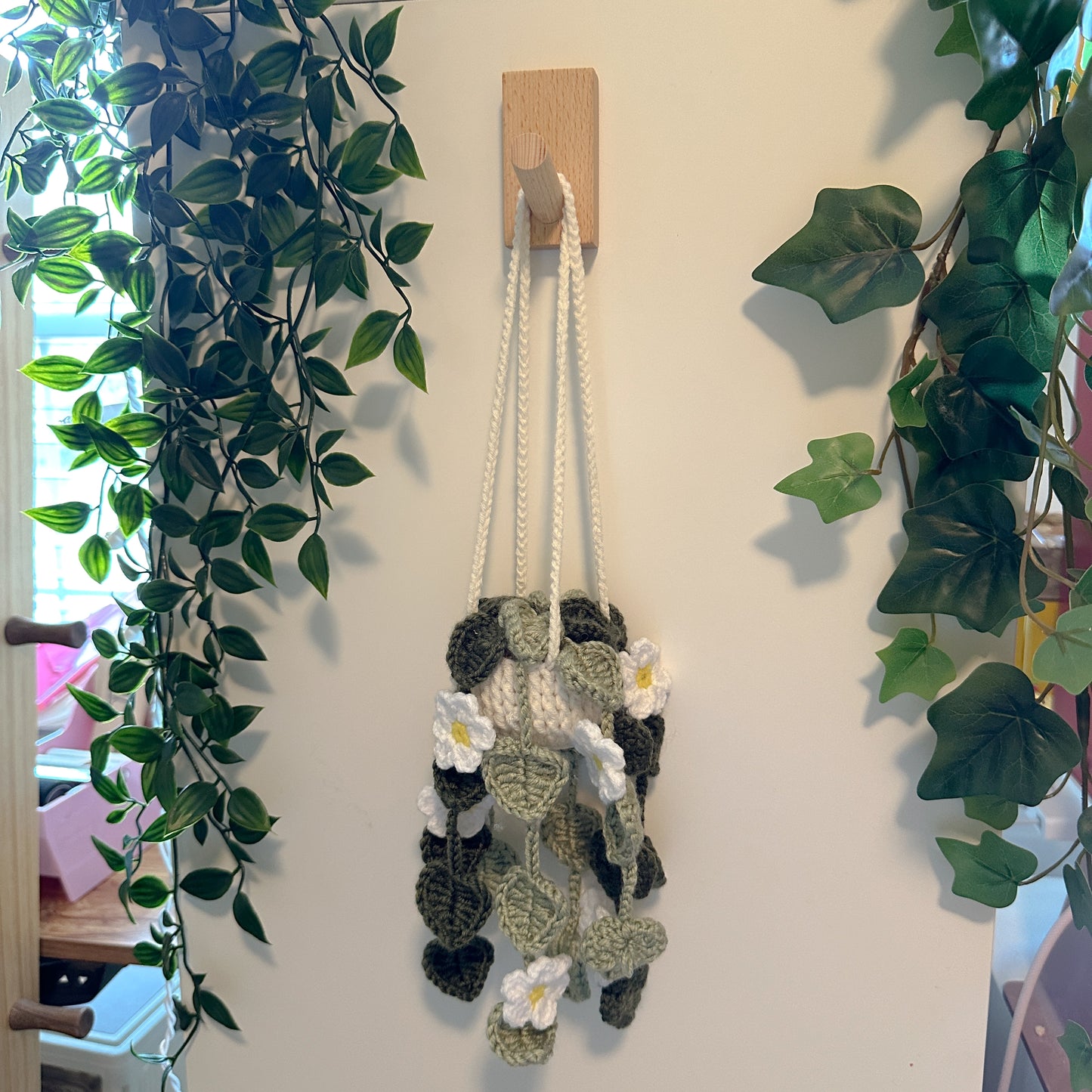 Hoya polyneura Plant Pot