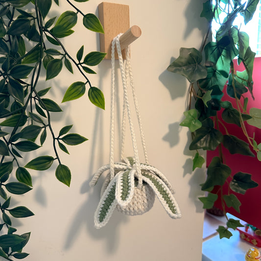 Spider Plant Pot