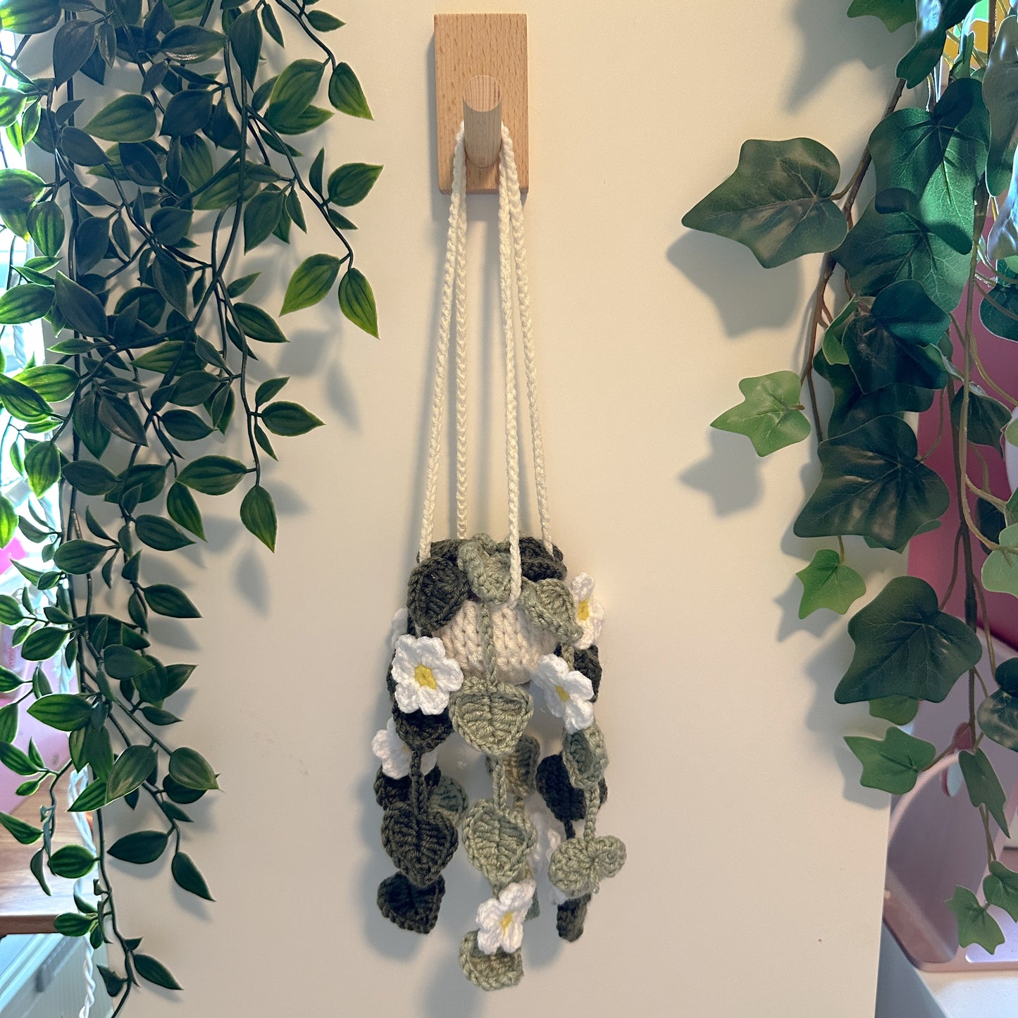 Hoya polyneura Plant Pot